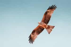 photo of brown hawk flying