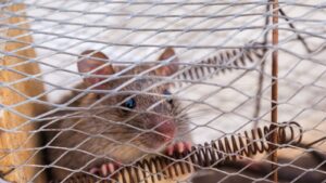 Close-Up Photo of a Rat Trapped Inside the Cage